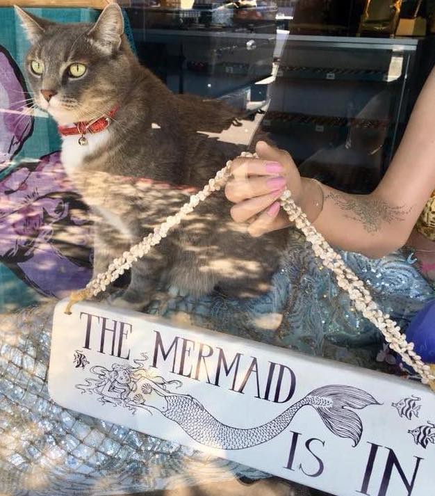 pet pantry donations